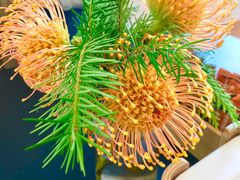 -Patagonia Chocolates(皇后镇店)