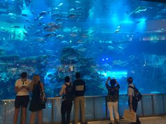 -迪拜水族馆及水下动物园