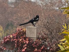 -湖畔居茶楼(湖滨店)