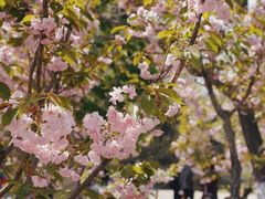 -长白岛森林公园