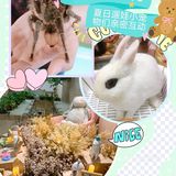 夏日遛娃实用攻略，来以小宠物们亲密互动