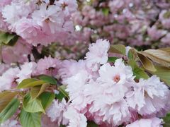 -莲花池公园