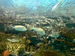 -上海海洋水族馆