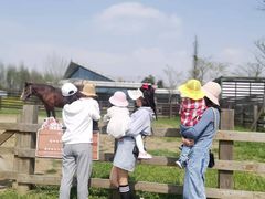-田园东方蜜桃村的田野营地