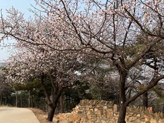 -北京西山国家森林公园