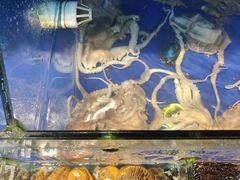 -红红海鲜大排档