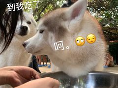 -TrueLove @ Neverland (Husky Cafe)