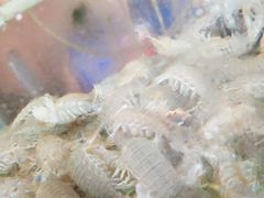 -四海鲜渔家菜(黄金海岸店)