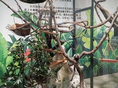 -上海大自然野生昆虫馆(东方明珠·爬宠昆虫探索中心)
