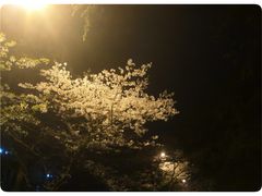 -武汉大学-樱园