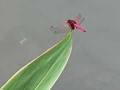-桃花岭景区