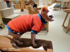 -藏猫猫咖啡主题馆(中央大道店)