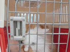 -北京观赏动物医院·24小时大型综合·猫专科·异宠专科