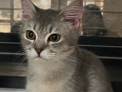 -楼上猫咖(罗湖店)