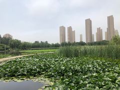 -前关湿地公园