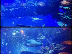 -迪拜帆船酒店海底餐厅