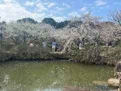 -香雪海