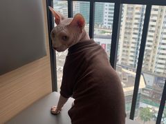 -喵园·猫主题咖啡厅·撸猫·猫咖(国贸店)