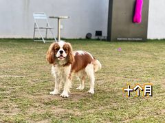 -多乐狗狗宠物训练工作室