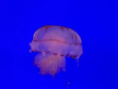 -上海海洋水族馆