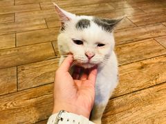 -more than meow吴止猫主题餐厅(承德 中船汇店)