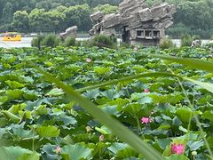 -大兴滨河森林公园