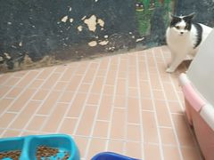 -猫咪博物馆(顶澳仔猫街店)