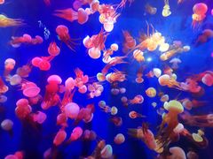 -成都浩海立方海洋公园