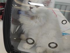 -北京观赏动物医院·24小时大型综合·猫专科·异宠专科