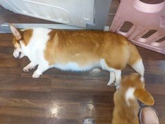 -柯斗斗主题餐厅·狗咖·围炉煮茶·茶饮(国瑞升平里店)