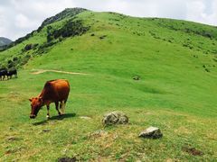 -大姆山草场