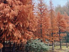 -南京市无想山景区