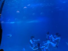 -烟台海昌鲸鲨海洋公园