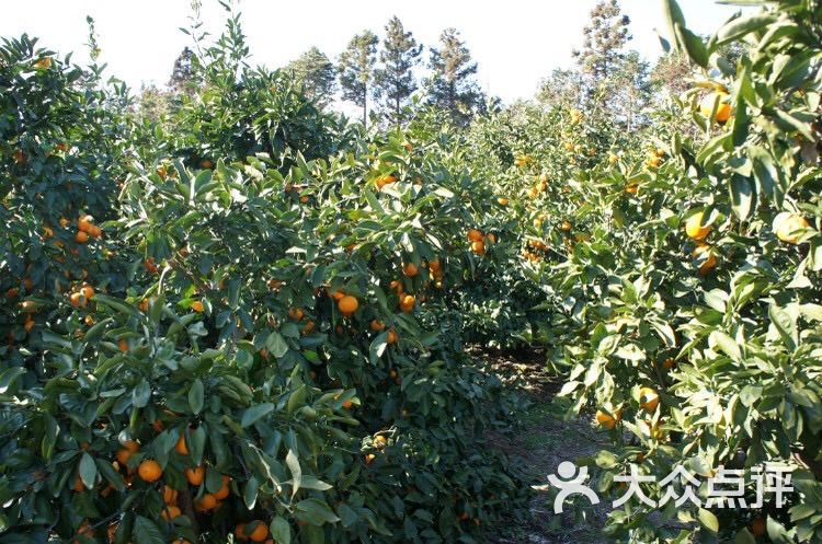 橘子花园