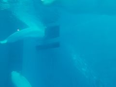 -海合安成都极地海洋公园