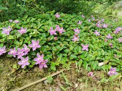 -萍乡武功山风景名胜区