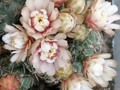 -双季花艺园艺市场(浦东店)