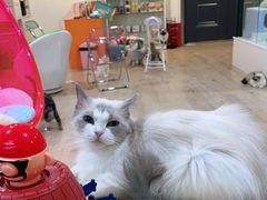 -Bastet sally猫舍购宠(静安店)
