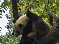-都江堰中华大熊猫苑