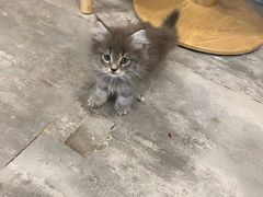 -楼上猫咖(罗湖店)