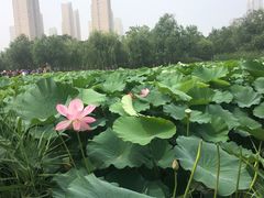 -前关湿地公园