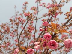 -石家庄市植物园