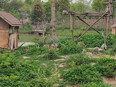 -合肥野生动物园