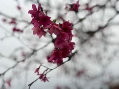 -天适樱花悠乐园