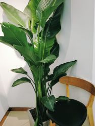 -BULB STUDIO 巴柏明星发型工作室