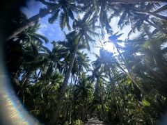 -东郊椰林