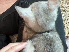 -楼上猫咖(罗湖店)