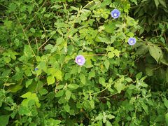 -渝是乎酸菜鱼·川渝小炒(新世界百货望京店)