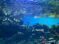 -华夏文旅海洋公园