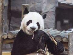 -栾川竹海野生动物园